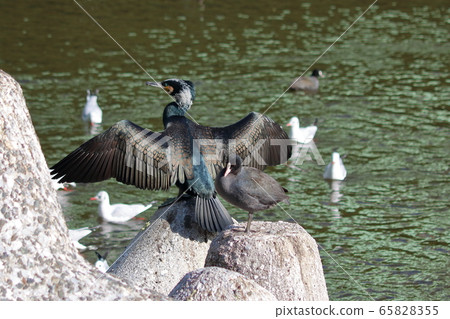 Japanese cormorant in Tokyo Bay, Temminck's cormorant, Phalacrocorax capillatus 65828355