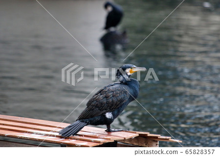 Japanese cormorant in Tokyo Bay, Temminck's cormorant, Phalacrocorax capillatus Japanese cormorant in Tokyo Bay, Temminck's cormorant, Phalacrocorax capillatus 65828357