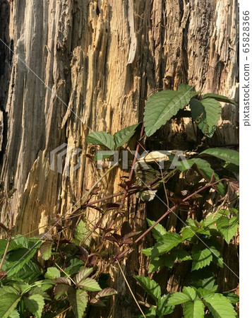常春藤植物和樹皮 常春藤植物和樹皮 65828366