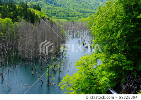 Shirakami Mountains Lake Tsugaru Shirakami Lake Standing Trees 65828394