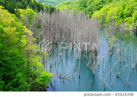 Shirakami Mountains Lake Tsugaru Shirakami Lake Standing Trees Shirakami Mountains Lake Tsugaru Shirakami Lake Standing Trees 65828396