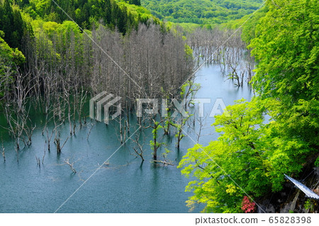 白神山津輕湖白神湖立樹 65828398