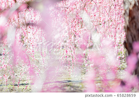 鈴鹿森林公園梅梅春天 65828659