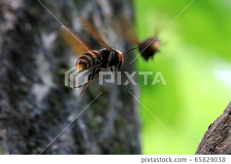 Wheatstone Wheatstone 65829038