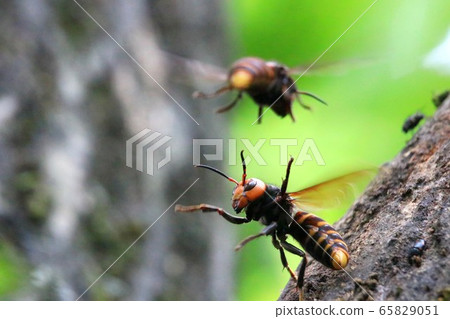 Big hornet fighting 65829051