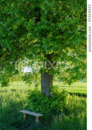 Small wooden bench, resting place under the tree Small wooden bench, resting place under the tree 65829423