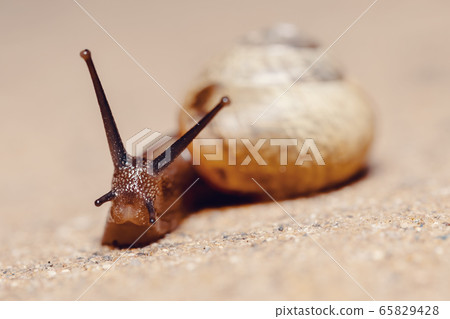 macro of small Garden snail macro of small Garden snail 65829428