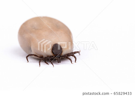 Tick (Ixodes ricinus) isolated on white 65829433