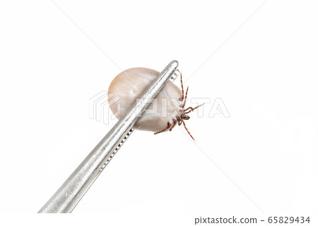 Tick (Ixodes ricinus) isolated on white 65829434