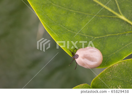 Tick (Ixodes ricinus) isolated on white 65829438