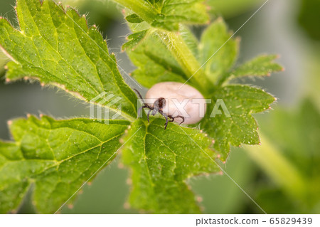Tick (Ixodes ricinus) isolated on white 65829439