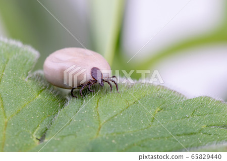 Tick (Ixodes ricinus) isolated on white Tick (Ixodes ricinus) isolated on white 65829440