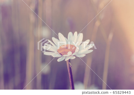 white marguerite flowers in meadow white marguerite flowers in meadow 65829443