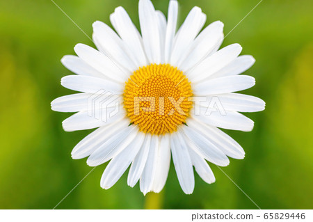 white marguerite flowers in meadow white marguerite flowers in meadow 65829446
