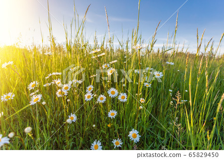 White flowers ox-eye daisy White flowers ox-eye daisy 65829450