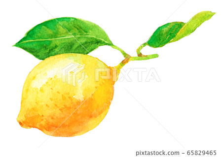 Watercolor lemon _ with branch 65829465