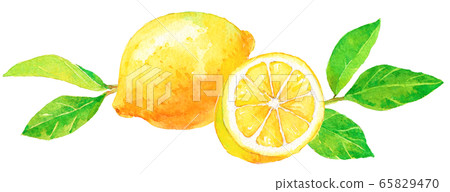 水彩檸檬_ 1切成薄片（有葉子） 65829470
