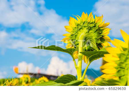 sunflower field in summer 65829630