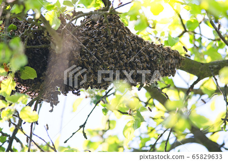 swarm of bees swarm of bees 65829633