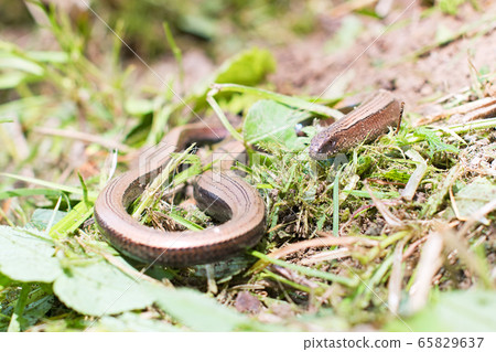 slow worm slow worm 65829637