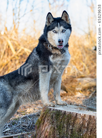 siberian husky stand 65829638