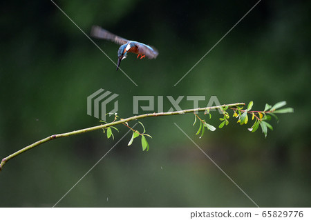 kingfisher kingfisher 65829776