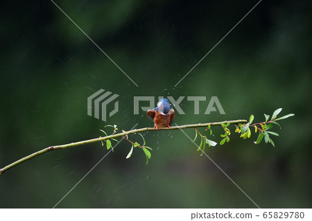 kingfisher kingfisher 65829780