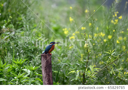 kingfisher kingfisher 65829785