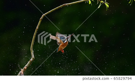 kingfisher kingfisher 65829794