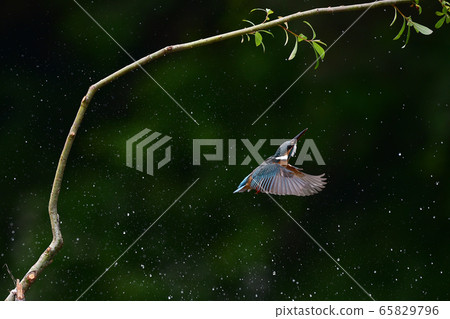 kingfisher 65829796