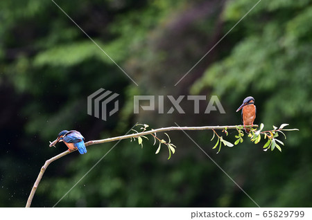 kingfisher kingfisher 65829799