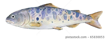水彩插圖淡水魚河魚魚山梅 65830053