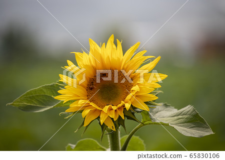 Feng shui sunflower pictures Feng shui sunflower pictures 65830106