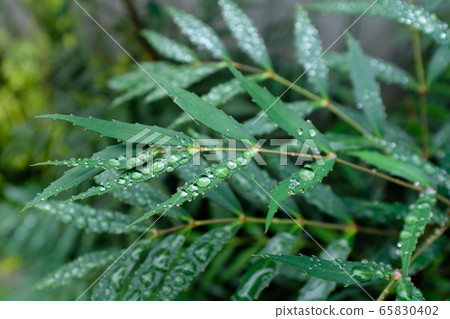 葉撥水雨滴c-1 65830402