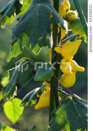 Tononasu Tononasu 65830421