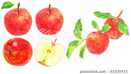 Watercolor apple _ material Watercolor apple _ material 65830435