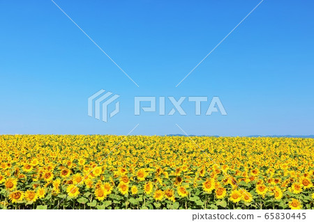 Hokkaido summer blue sky and sunflower field Hokkaido summer blue sky and sunflower field 65830445