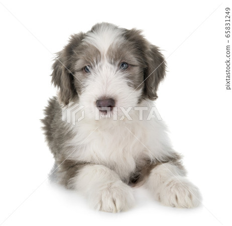 puppy bearded collie puppy bearded collie 65831249