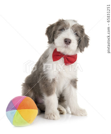 puppy bearded collie puppy bearded collie 65831251