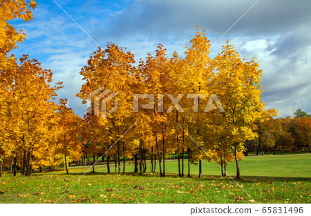 Autumn city park 65831496