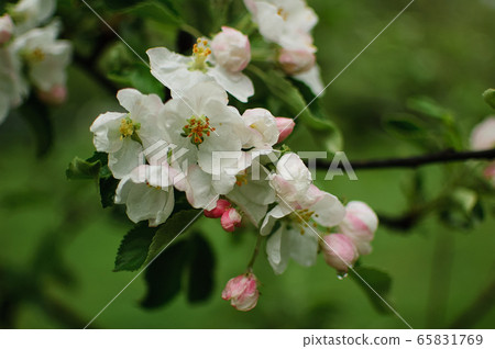 Blossoming apple tree with white flowers during spring sunny day on blurred background 65831769