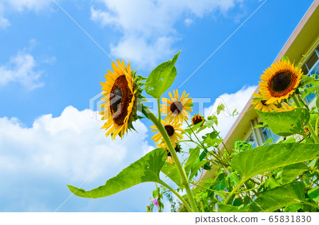 Sunflower 65831830