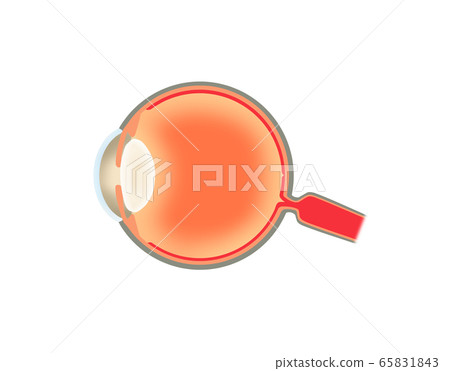Ocular cross section 65831843