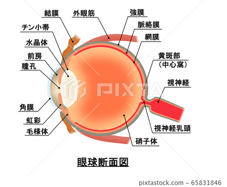 Ocular cross section Ocular cross section 65831846