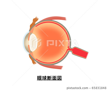 Ocular cross section Ocular cross section 65831848