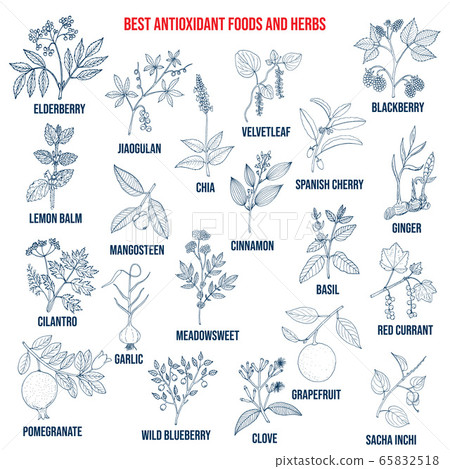 Antioxidant foods and herbs 65832518