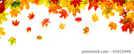 Colorful autumn leaves isolated on white background Colorful autumn leaves isolated on white background 65832646