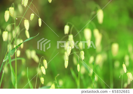 Madder beetle 65832681