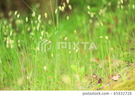 Madder beetle Madder beetle 65832726