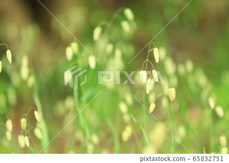 Madder beetle Madder beetle 65832751